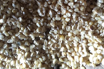 corn