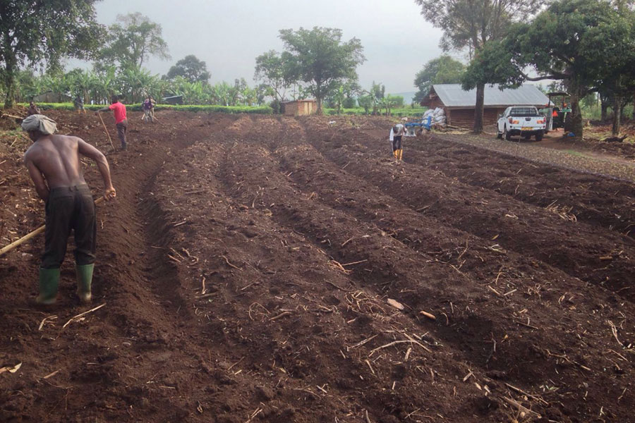 farm-watermelon-before